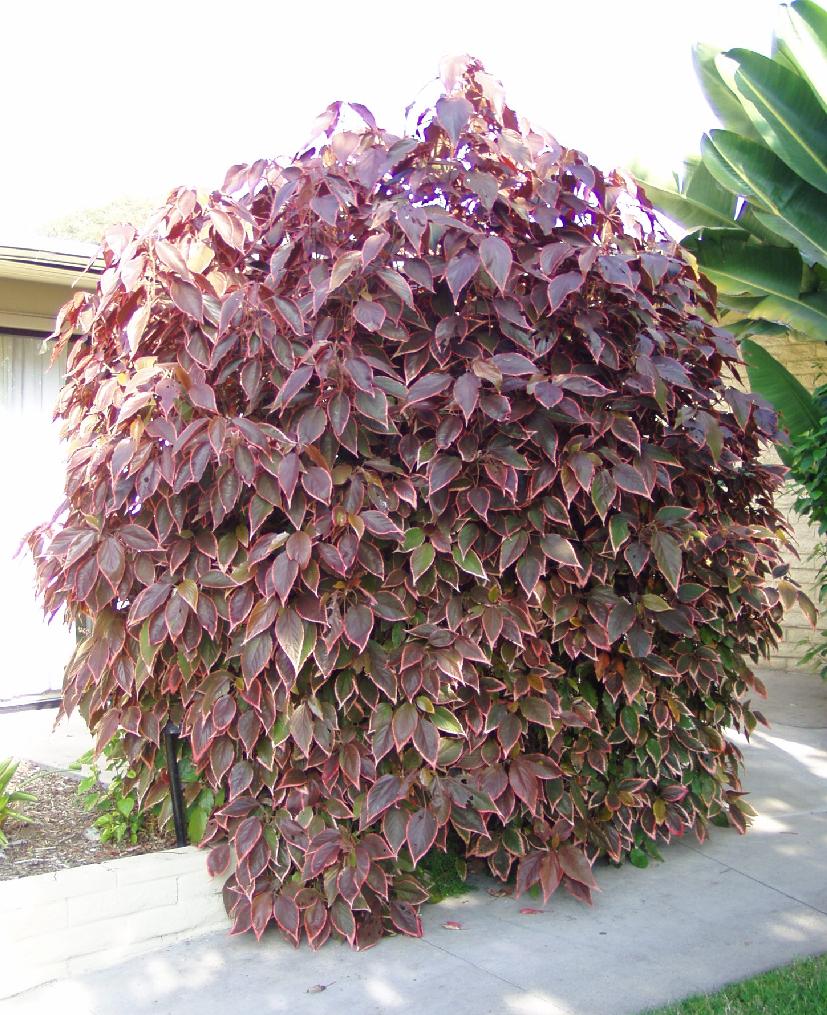 Gardening South Florida Style South Florida Hedge Plants v.I