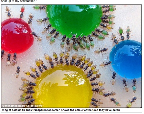 螞蟻會變色