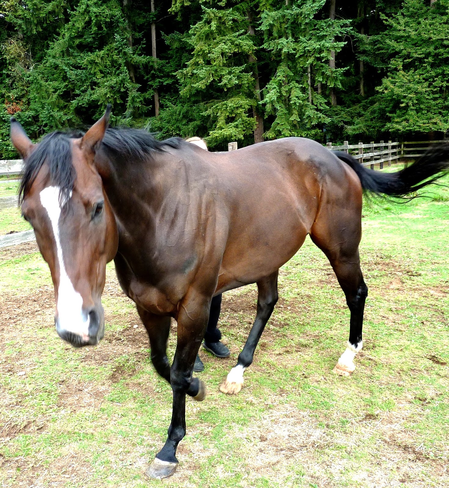 Piccalilli Pie 11 01 2014 12 01 2014