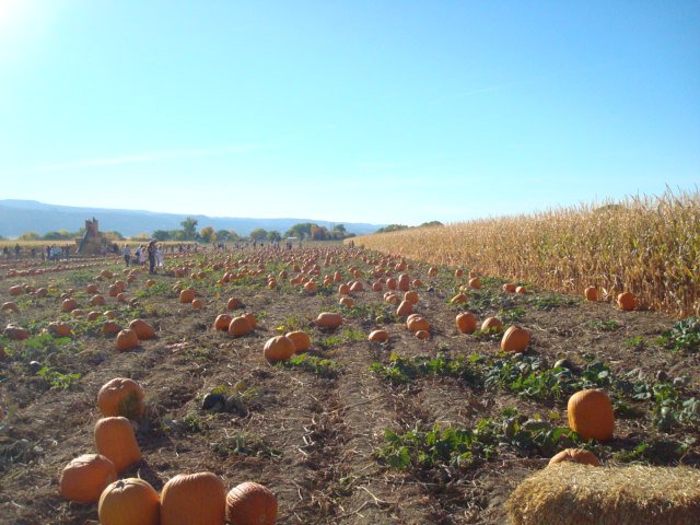 Pumpkin Patch Shipshewana Indiana