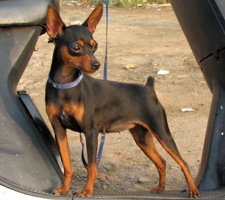 Pinscher Brasil Pinscher Conheça mais sobre essa raça