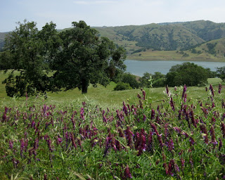 Purple wildflowers (winter vetch), oak trees, Calaveras Reservoir and hills