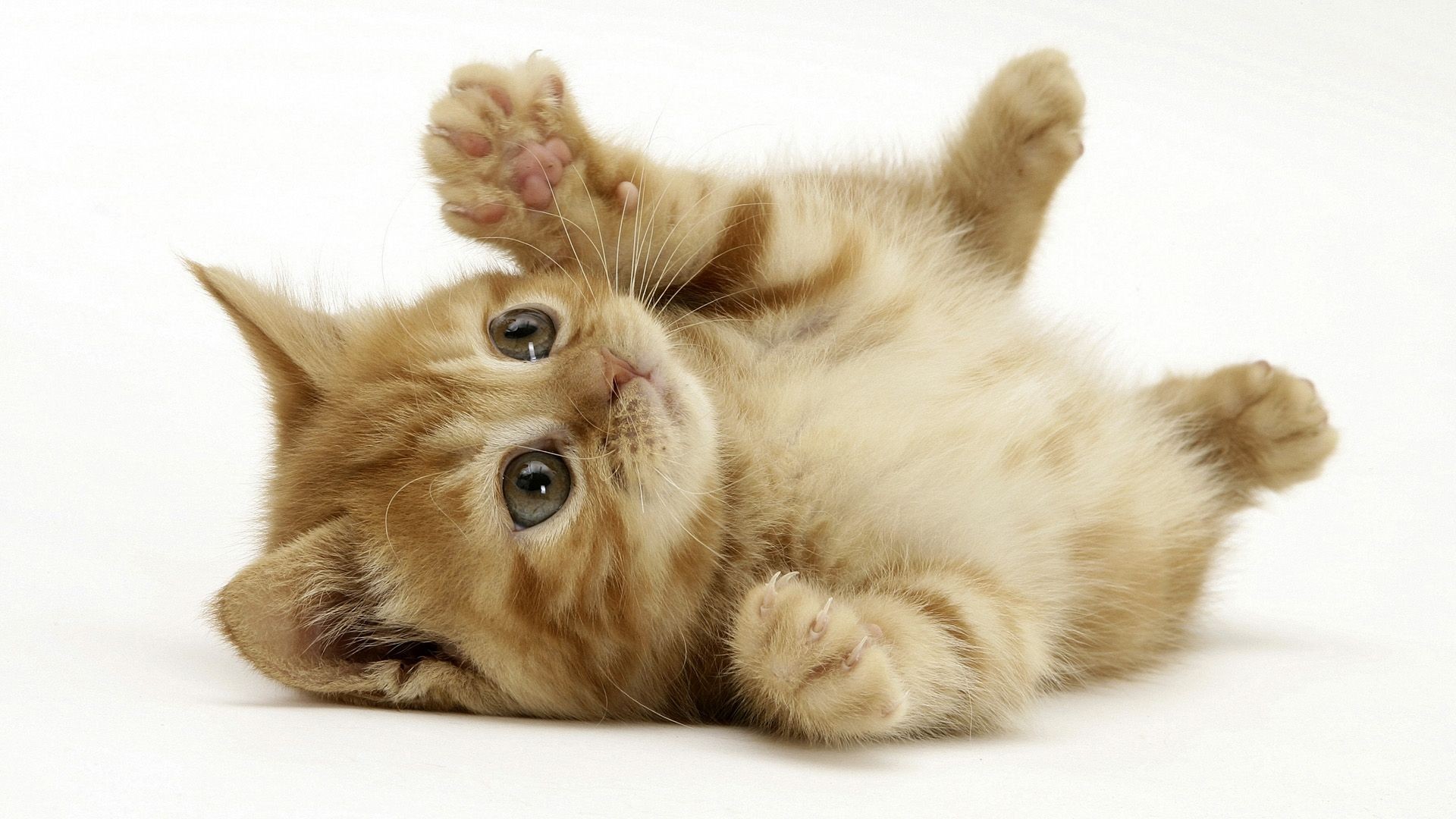 http://4.bp.blogspot.com/-Q8gBxP-bIWE/UIUQxrlWtVI/AAAAAAAAHqI/XB_lHiygXt4/s4000/cats_animals_little_kittens_kitten_kitty_cat_adorable_desktop_1920x1080_hd-wallpaper-782249.jpeg