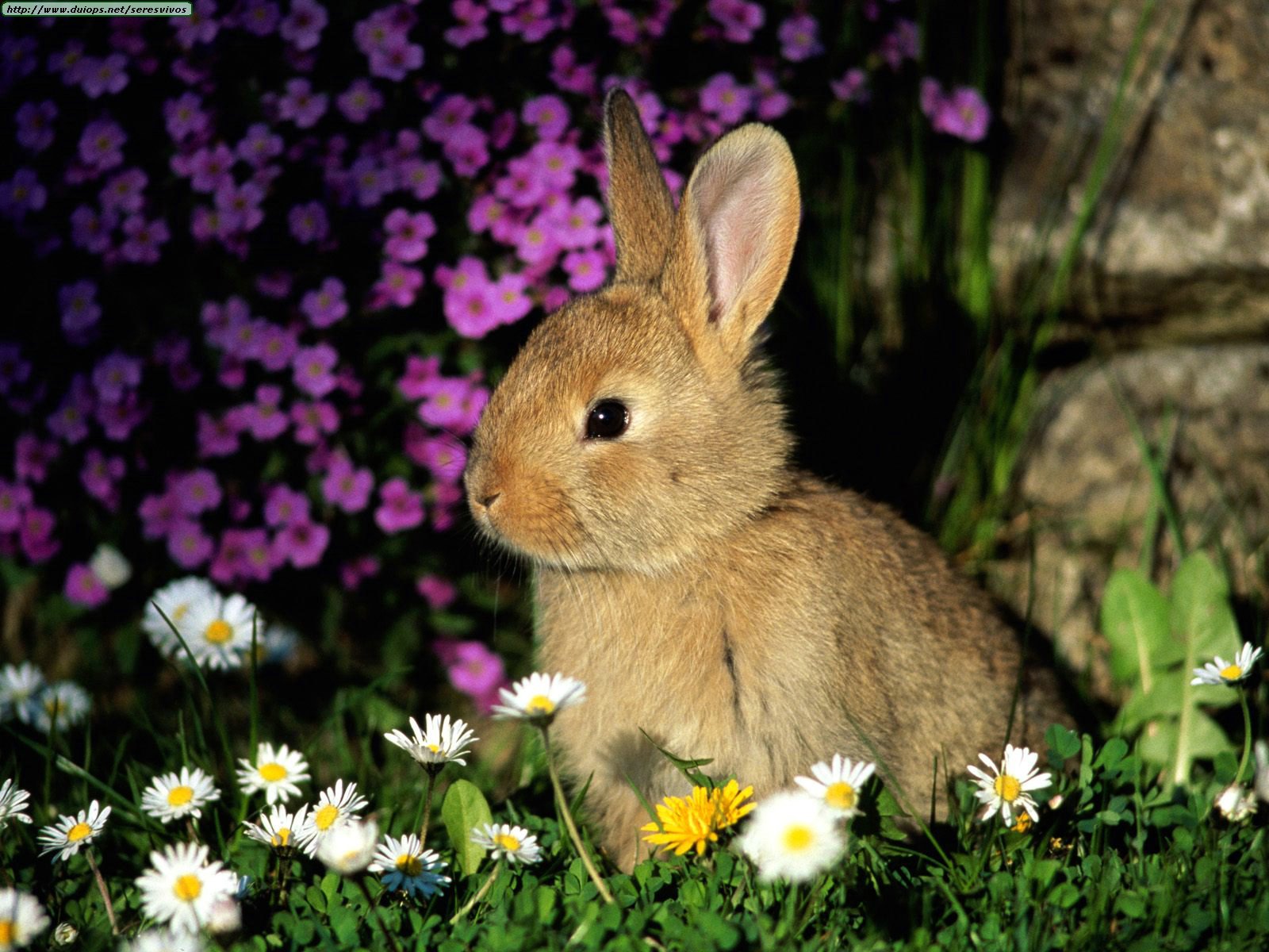 conejos son preciosos
