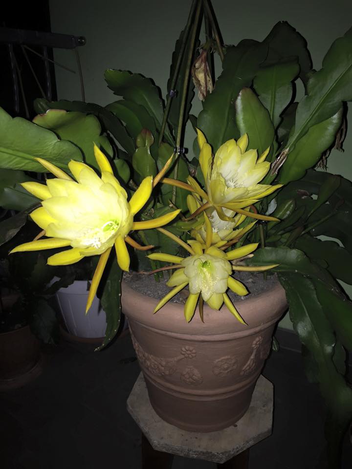 [Image: me-viet-o-duc-tiet-lo-bi-quyet-trong-quy...-hoa-2.jpg]