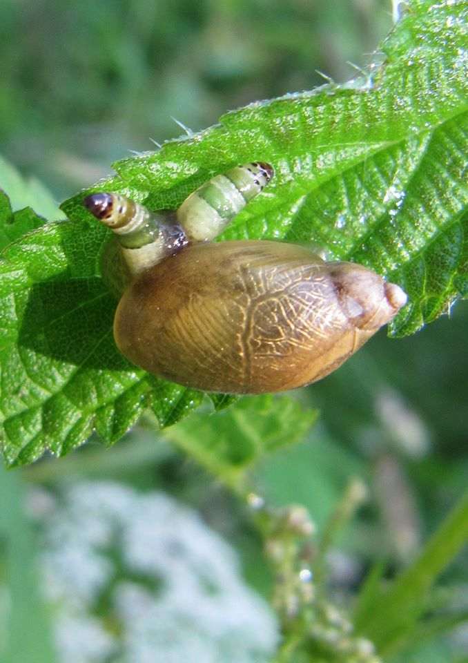 Naturwunder Leucochloridium paradoxum und die arme