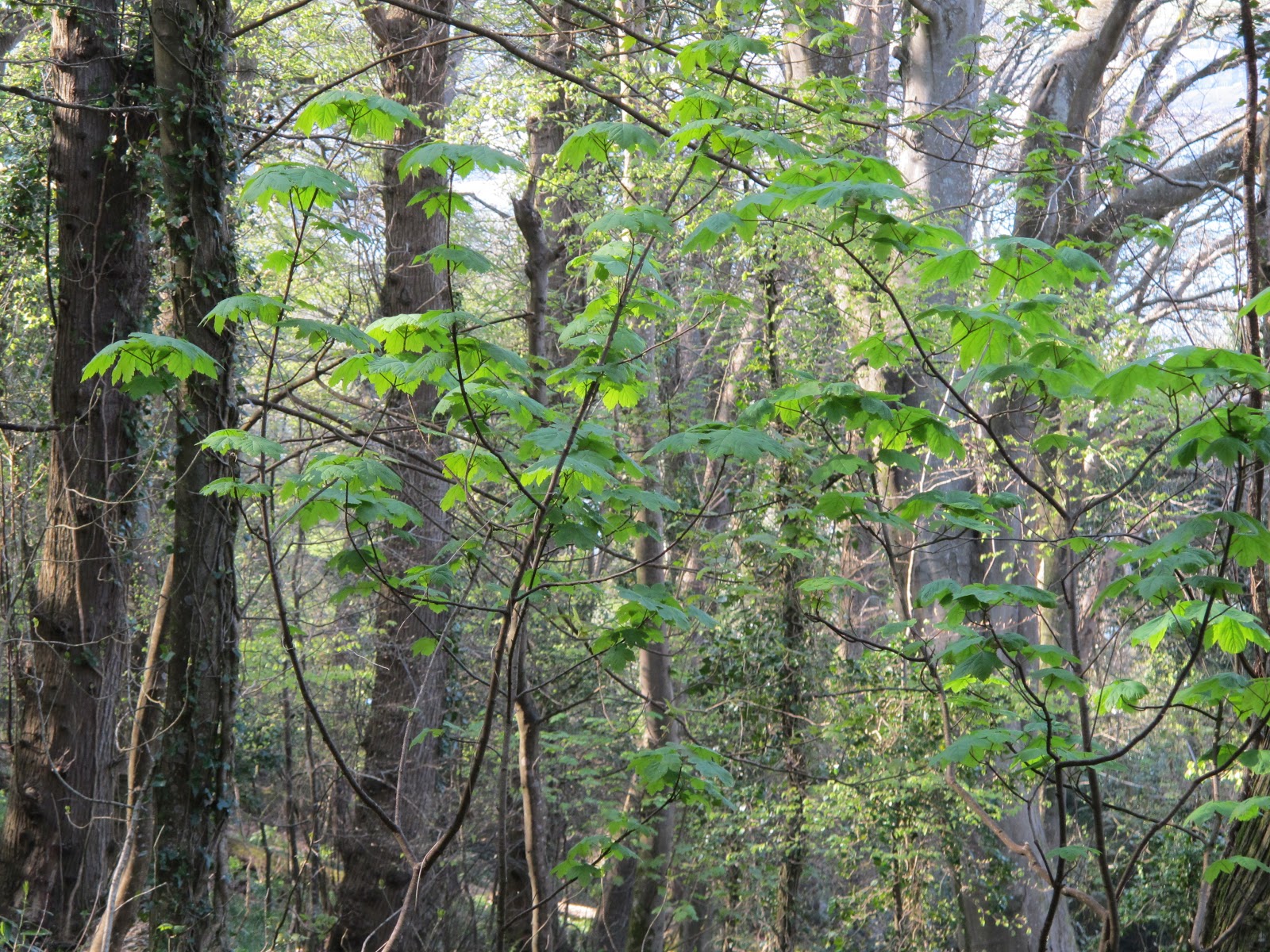 Ruminations Rambles Reflections Thursday s Walk On The Rame