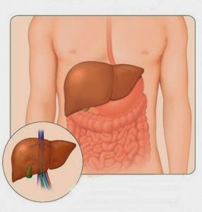 Obat Tradisional Hepatitis Kronis Obat Tradisional Hepatitis Kronis