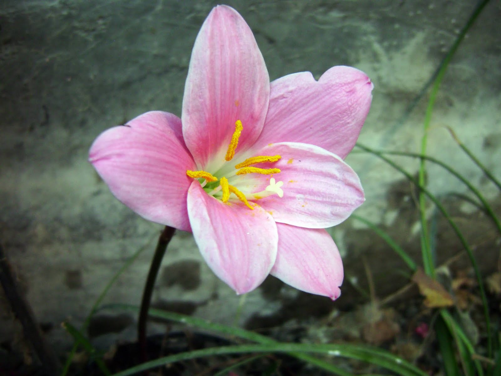 Naturalista Irreverente de Tehuacán: FLOR DE MAYO