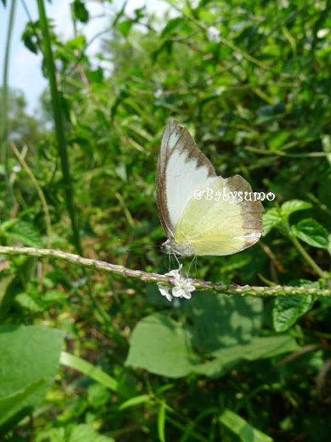 Nature S Calling Morphe Nature S Calling Morphe