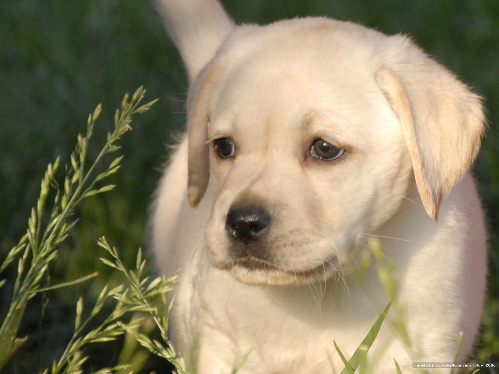 labs for free Find nearby lab puppies and dogs for sale/adoption close to your home in our online classifieds- or advertise your labrador retriever puppies for free on our website. labs for free Find nearby lab puppies and dogs for sale/adoption close to your home in our online classifieds- or advertise your labrador retriever puppies for free on our website.