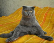 blog śmieszne koty: siedzące koty siedzace koty 