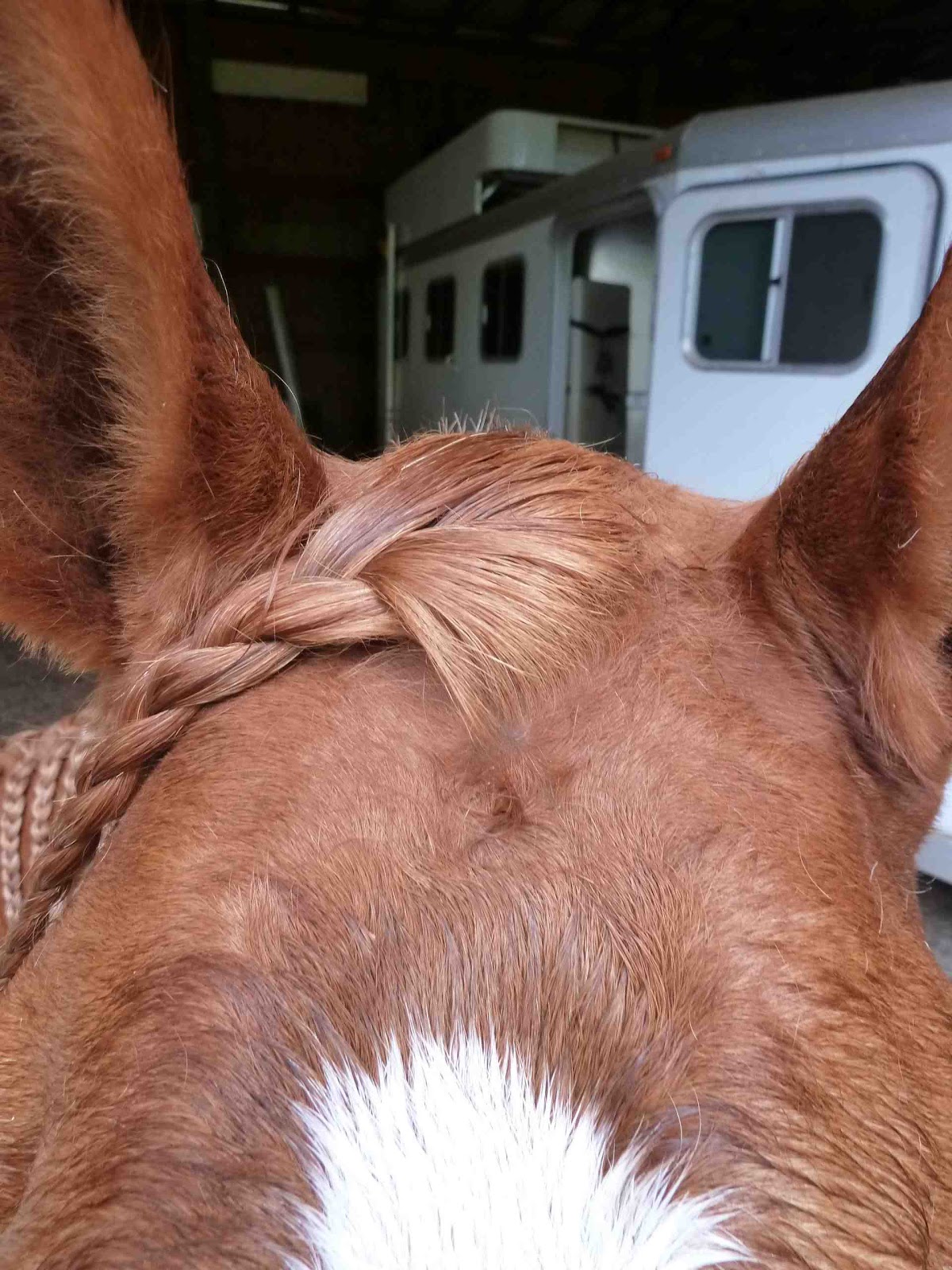 Dances With Horses My easyin, easyout braiding method