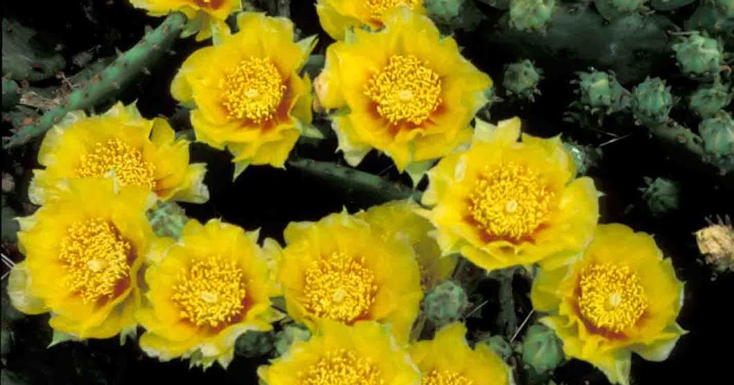 Kentucky Native Plant and Wildlife Plant of the Week Eastern Prickly