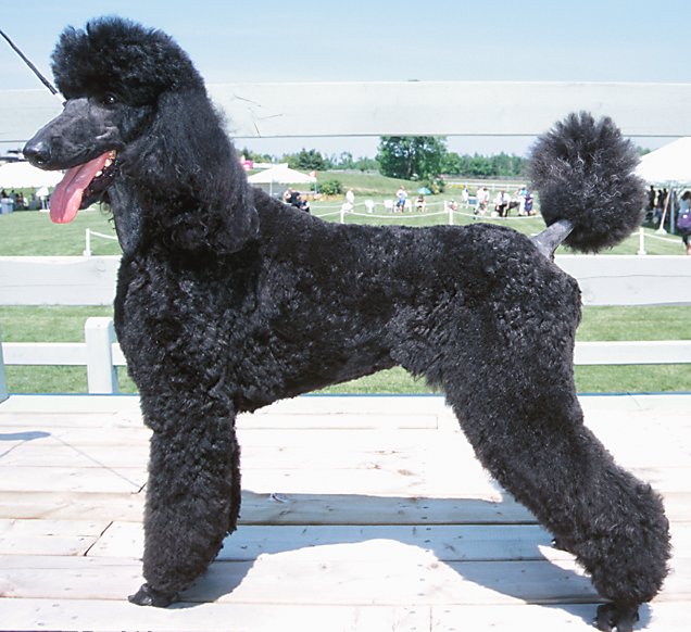 black poodle puppies pictures black poodle dogs black poodle puppies pictures black poodle dogs