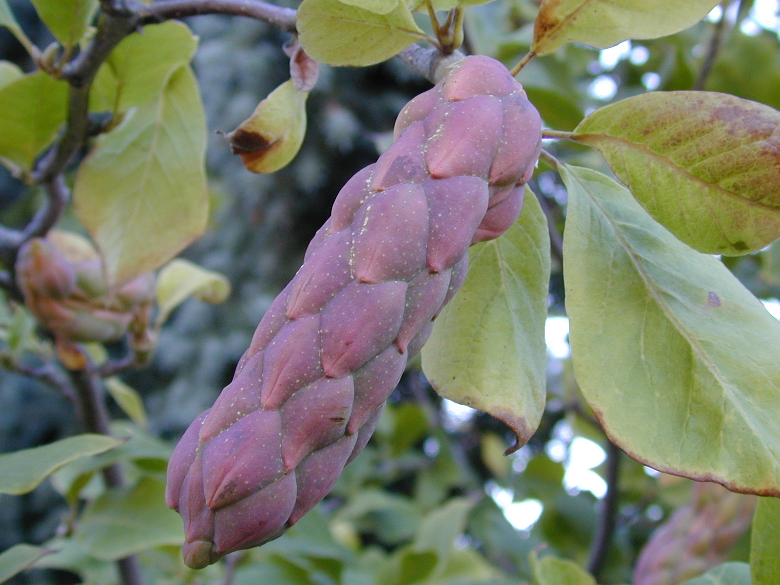 Trees of Santa Cruz County Magnolia x soulangiana Saucer Magnolia