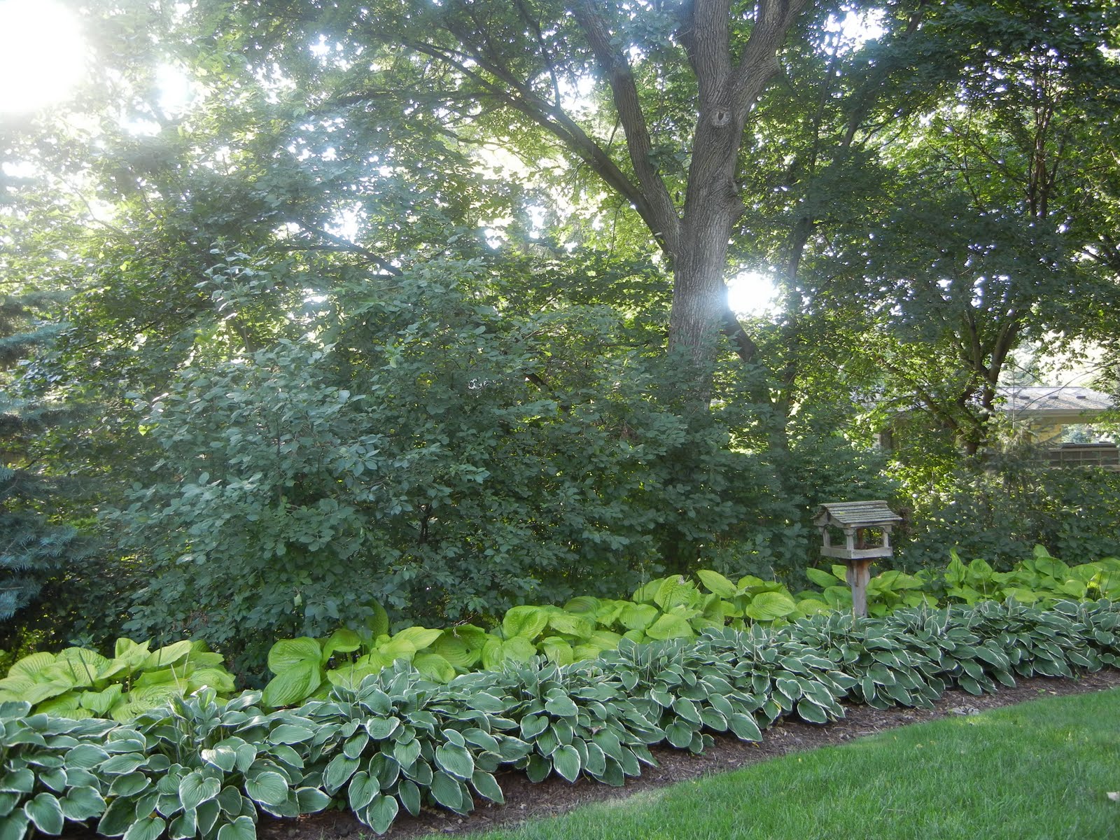 The French Tangerine kelly's garden