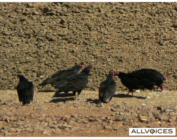 Funny Turkey Pictures Funny Turkey Pictures