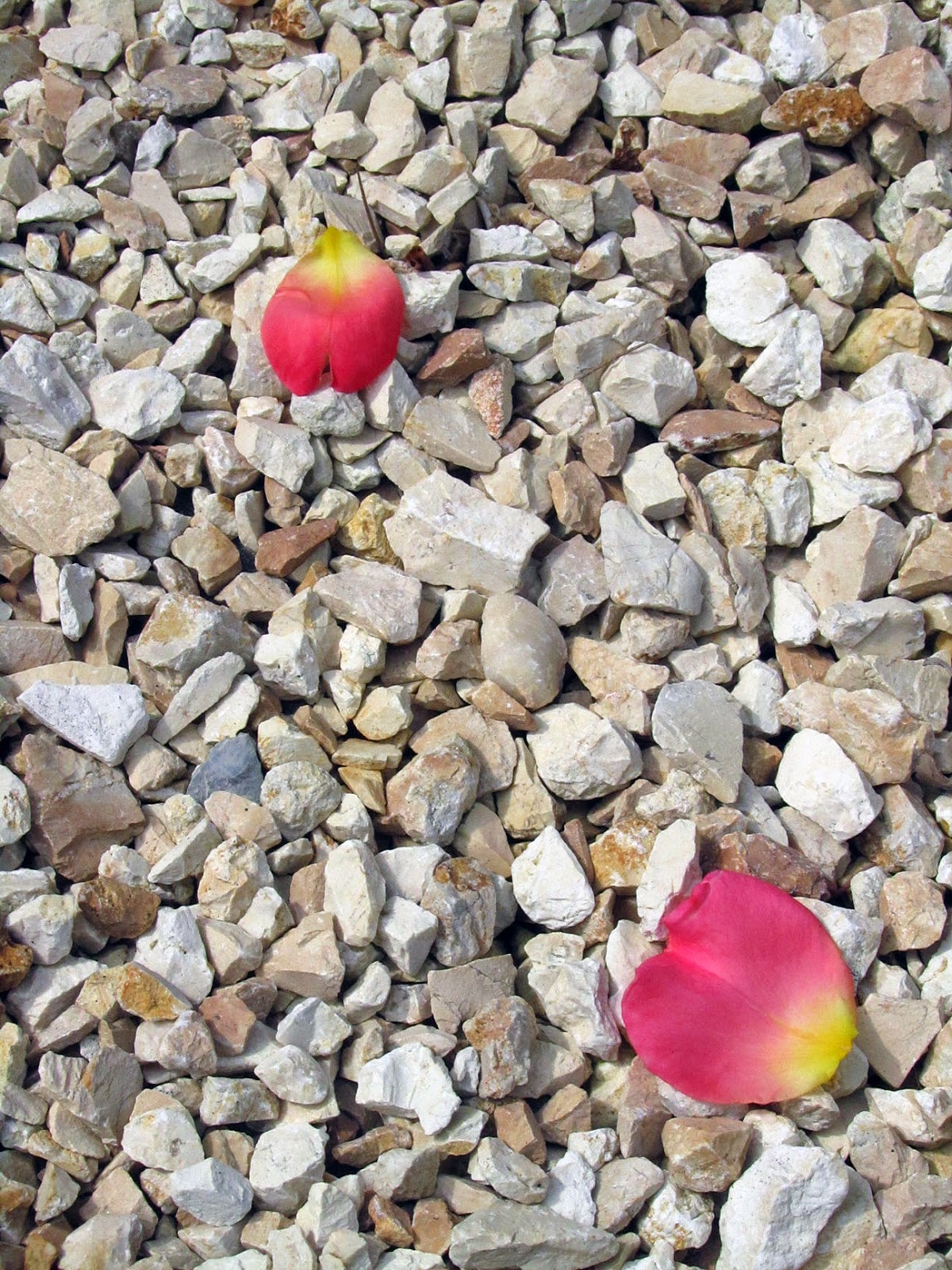 red rose petals on gravel