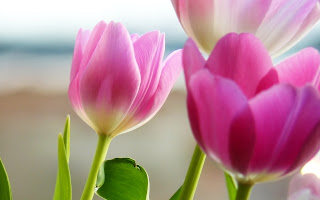 tulipanes en primavera