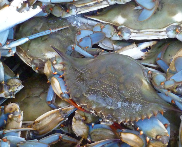 Ms. enPlace Catfish Divan "down at da camp"