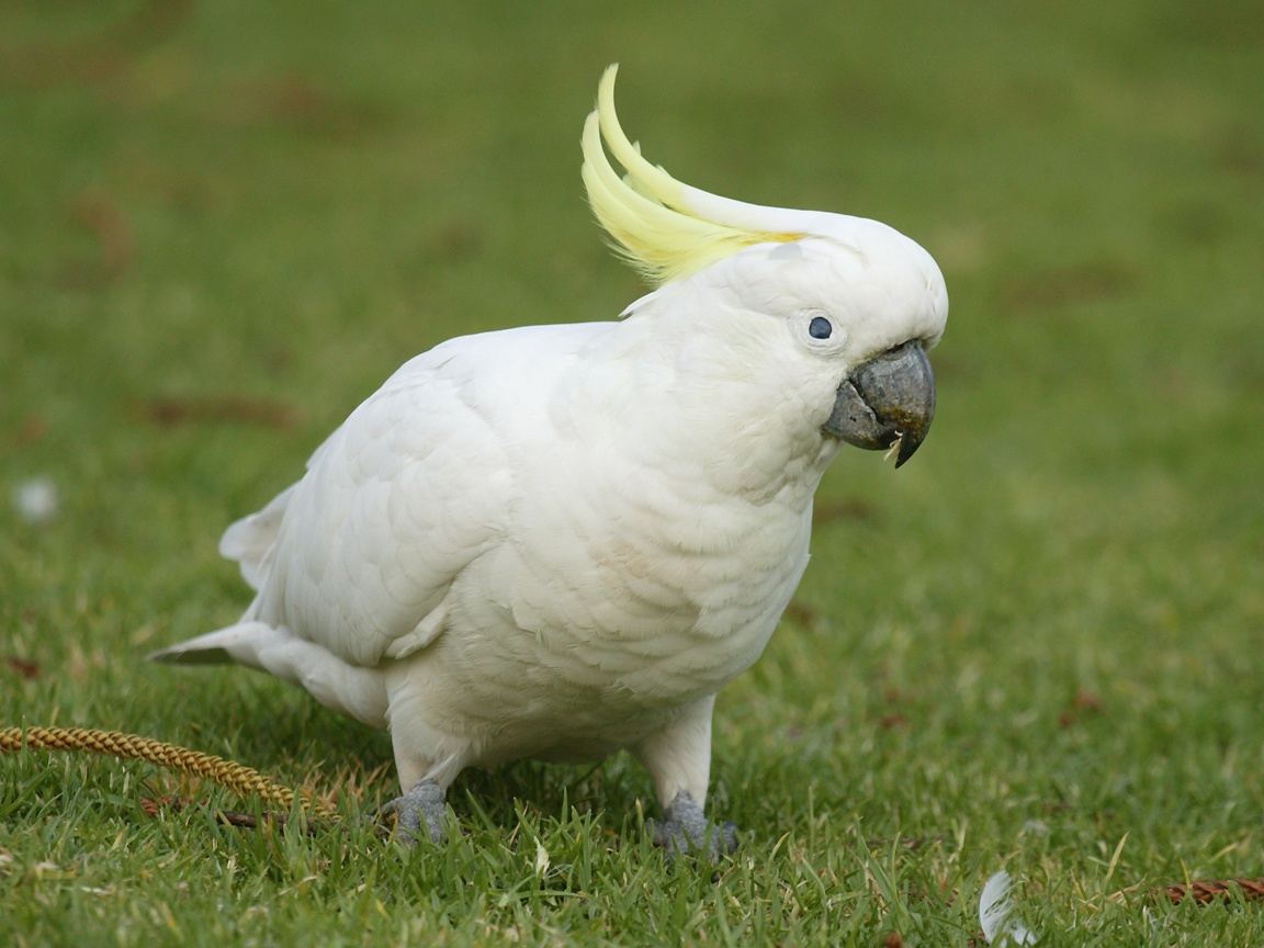 Yellow-Crested Cockatoo - wide 2