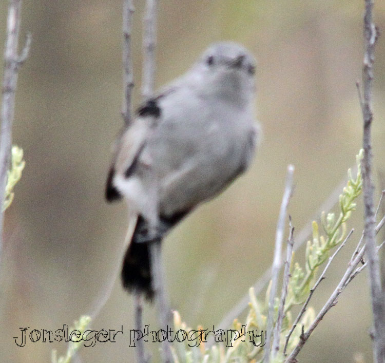 California Gnatcatcher
