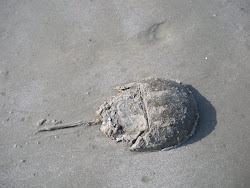 Horseshoe Crab_St Edisto Beach_South Carolina