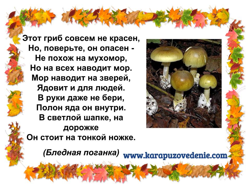 Подарок грибы стих Подарок грибы стих