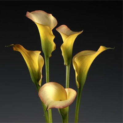 Calla Peach Chiffon
