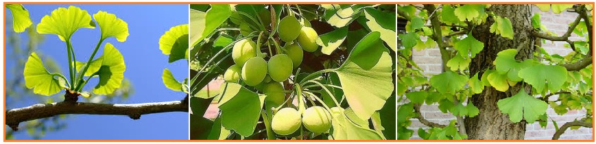 BIOLOGI GONZAGA TEST KINGDOM PLANTAE 01