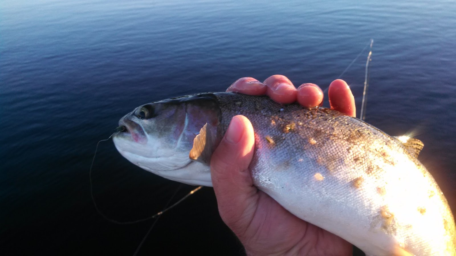 Rogue River and Southern Oregon Fly Fishing Guide The Williamson River