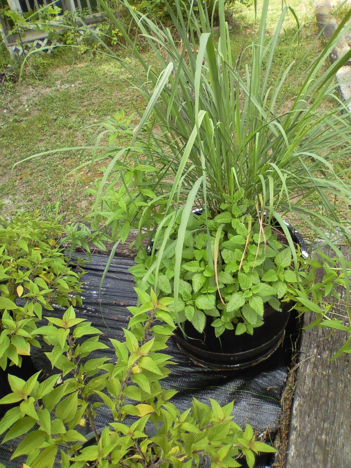 Tea Barrel