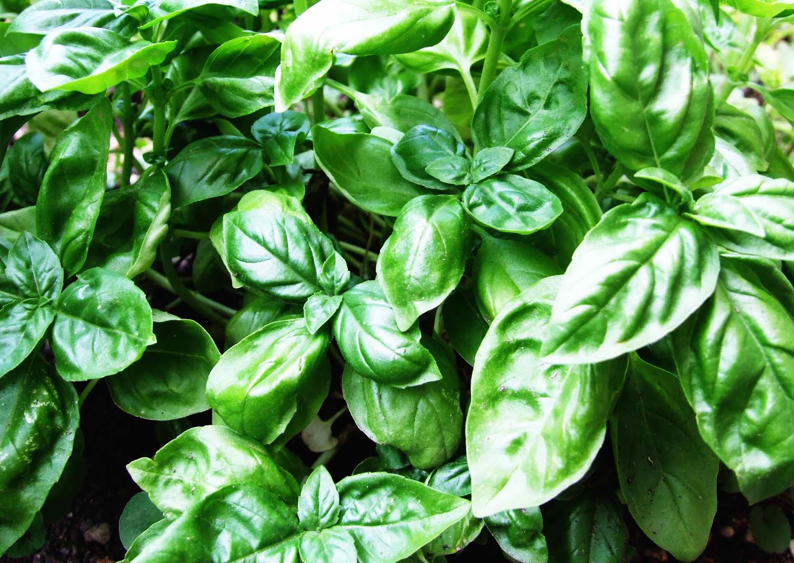 Our Permaculture Life 7 Reasons to Eat Basil Seed