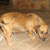 Precisa-se de URGENTE lar voluntário (provisório) para cachorrinha prenha.