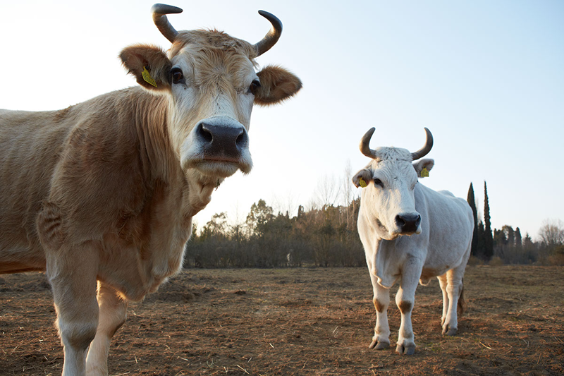 Rete dei Santuari di Animali Liberi