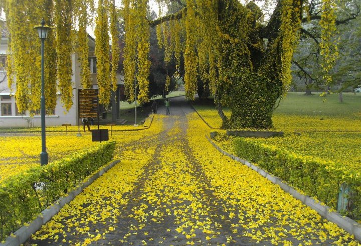 university of peradeniya
