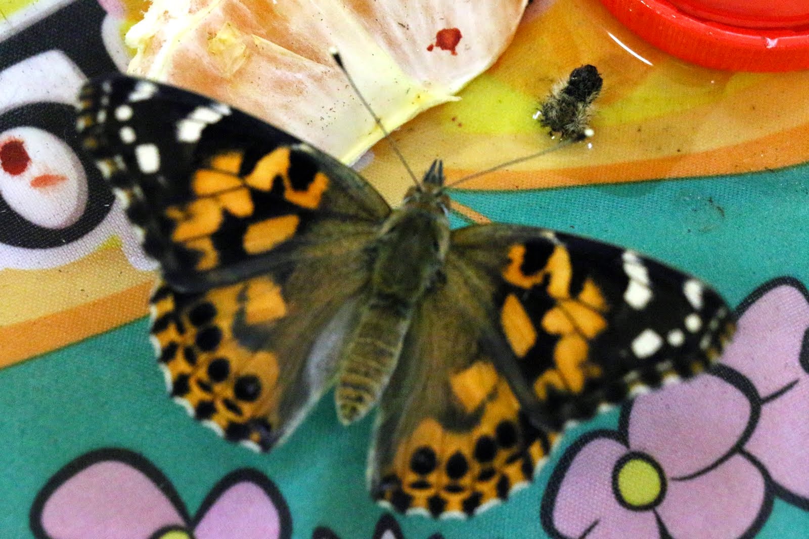 Painted Lady