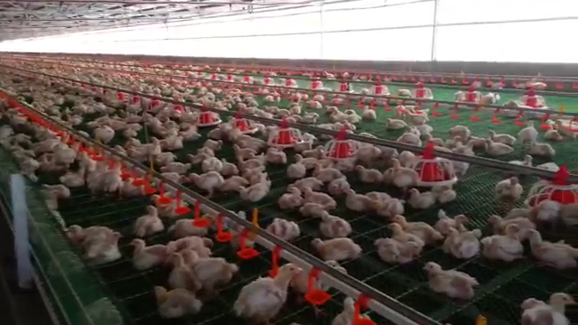 Chicken farm business plan template