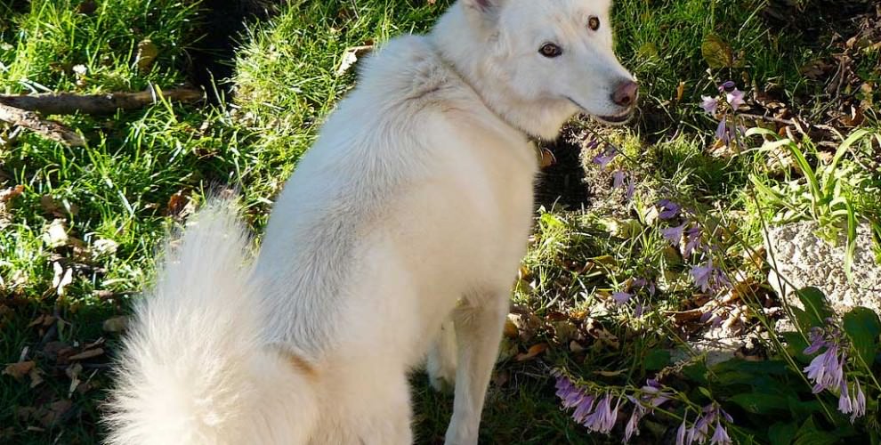 White Wolf Why A Dog's Tail Wags (And Why You Shouldn't Cut It Off)