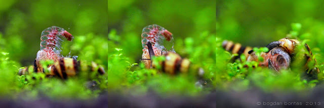 macro photography, tamron 90 mm f 2.8, aquarium, red cherry shrimp, clea helena