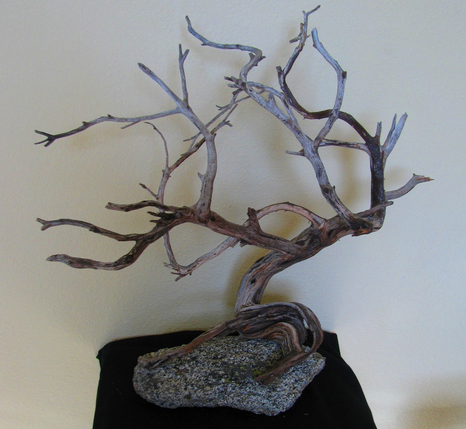 Fellini Dior and Manzanita Tree Art Manzanita Tree Art