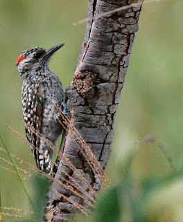 Checkered Woodpecker Male, Veniliornis mixtus