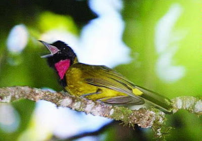 Garugiwa, Burung Arwah Danau Kelimutu