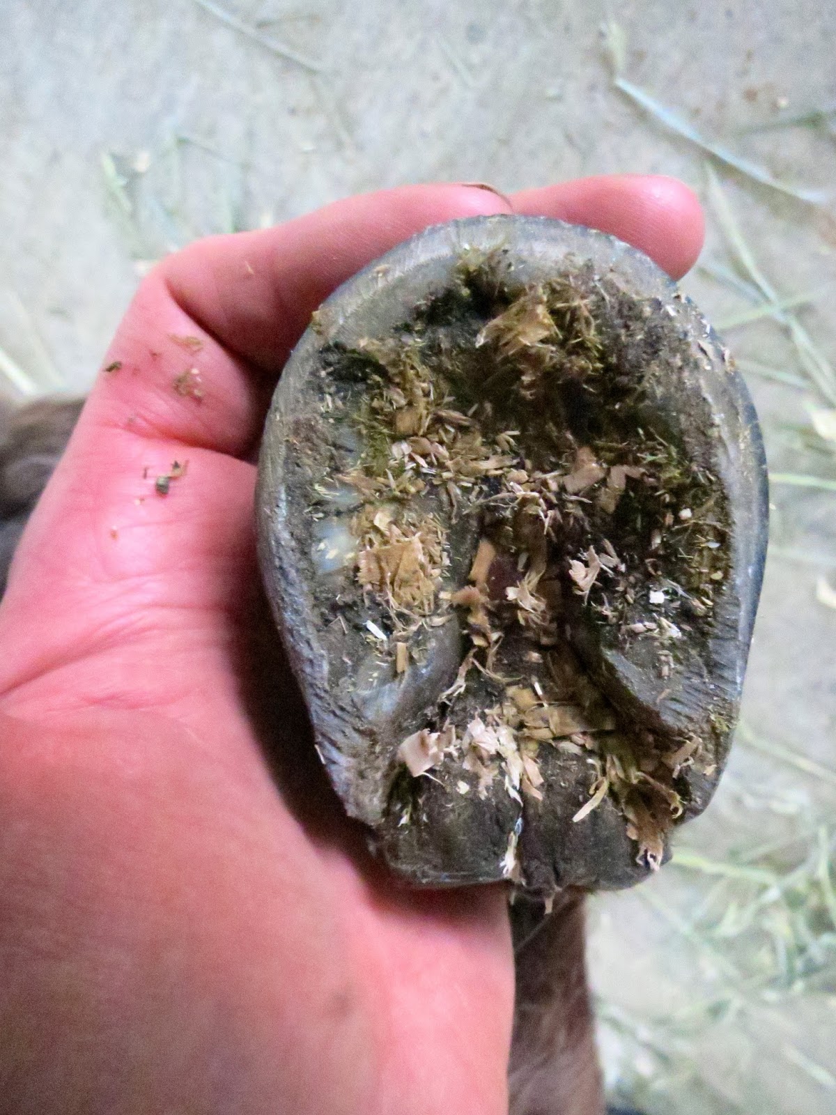 The Dancing Donkey Hoof Clinic part one