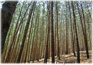 Pine forests in Kodaikanal is highly known as a film shooting location