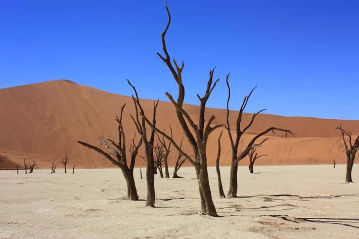 Dedvley : Namib cemetery 900-year-old dead trees. Dedvley : Namib cemetery 900-year-old dead trees.