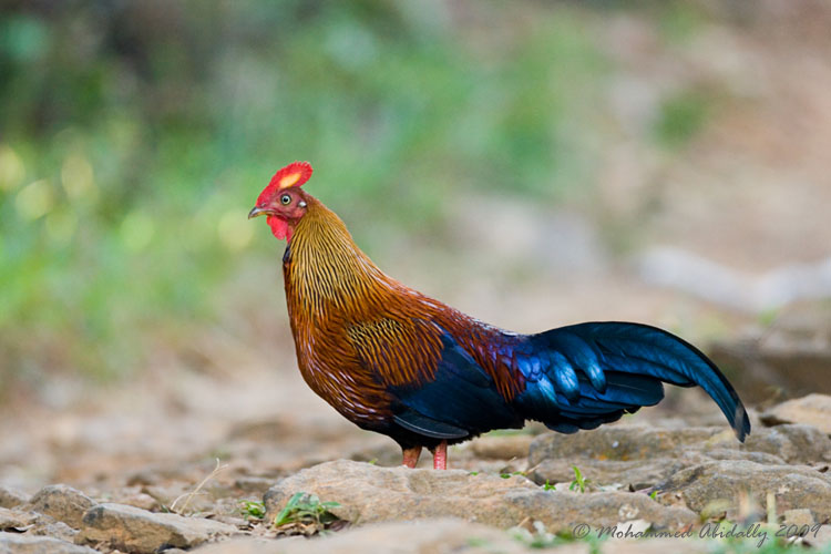 Migratory birds in sri lanka pdf picture