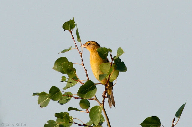 Bobolink Hawk Ridge Bird Observatory Non-breeding Bobolink