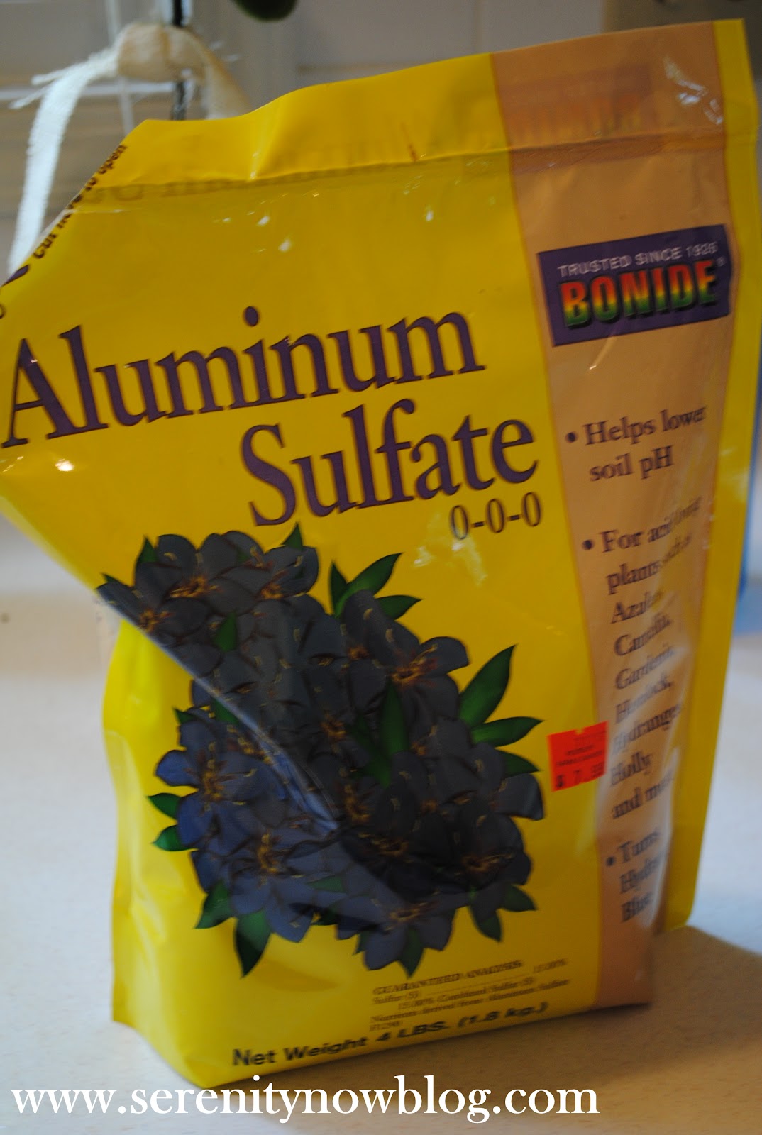 Serenity Now How to Get a Hydrangea Plant to Bloom